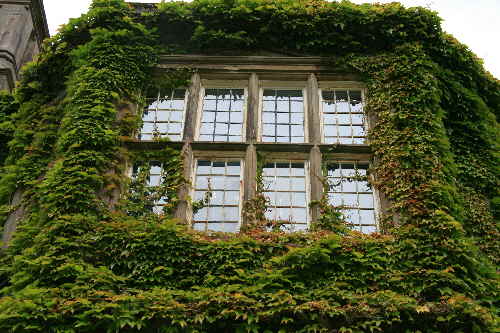 Verwuchert Verwuchert