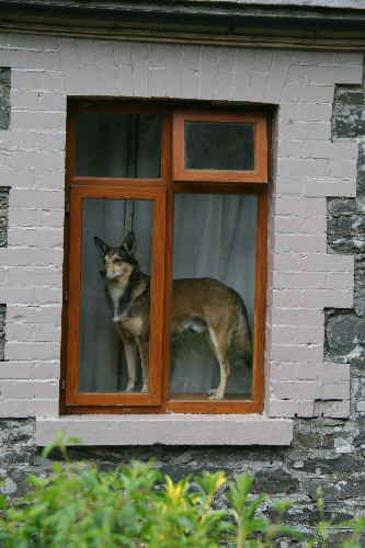 Hund im Fenster Hund im Fenster