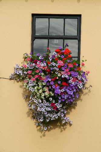 Blumenfenster Irland Blumenfenster Irland